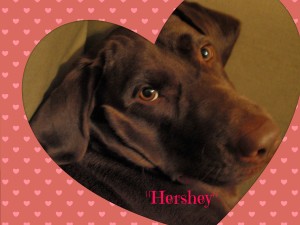 Valentine's Day Promo with Hershey