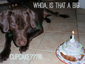 Hershey and the Giant Cupcake
